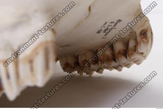 animal skull teeth 0014